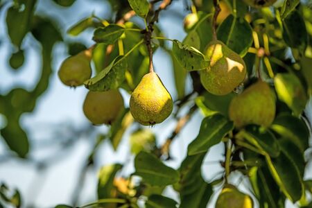 cider pear on a treeの写真素材