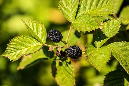 blackberries, ripe fruits on its bush in summer in Germanyの写真素材
