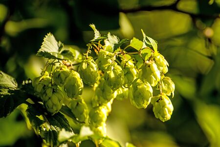 hops with ripe cones in summerの写真素材