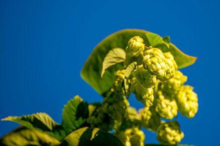 hops with ripe cones in summerの写真素材