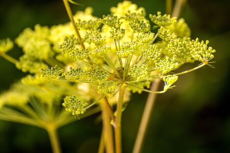 Angelica, medicinal herb with flower in summerの素材 [FY310129366316]