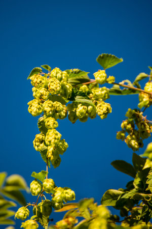hops with ripe cones in summer