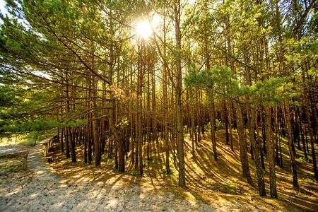 forest at the Baltic coast in Poland with light and shadowの写真素材