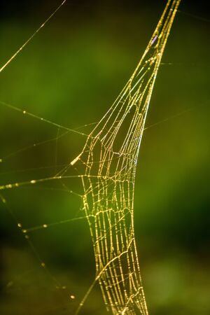 spider web in back lightの写真素材