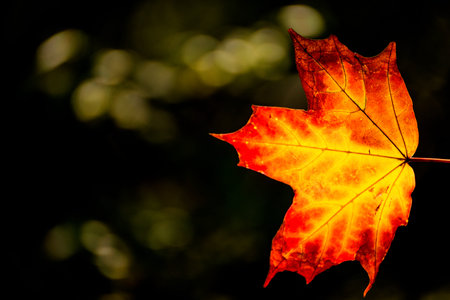 maple leaf in autumnal colors in back light