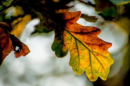 Oak leaf in back light