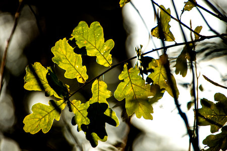 Oak leaves in back light