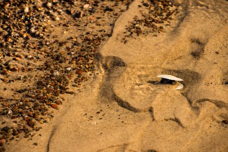 beach of the Baltic sea with shellの写真素材