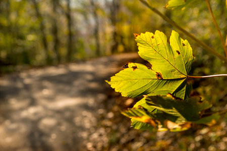 maple leaf in autumnal colors on a way