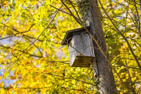 a birdhouse in a tree in autumnの写真素材
