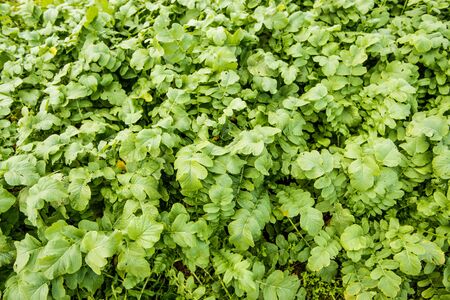 field with radish in autumn in Germanyの写真素材