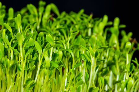 cress, young shoots in a closeupの写真素材
