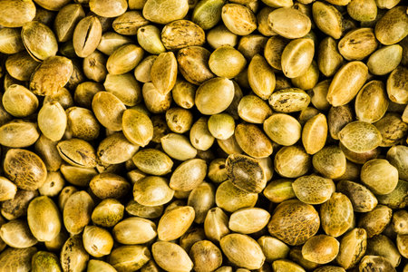 hemp seeds, unpeeled in a closeup