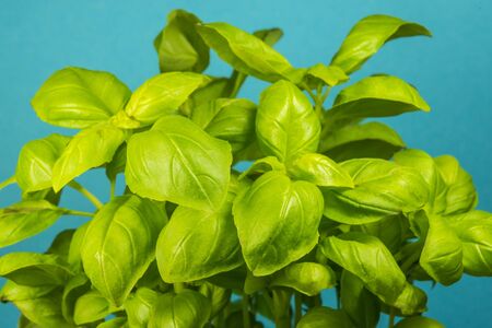 basil, fresh herb in springの写真素材