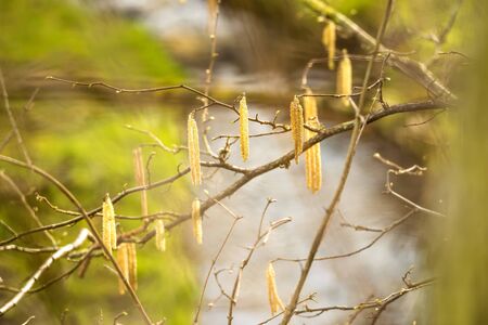 Hazelnut bloom in winter with little creek in the backgroundの写真素材