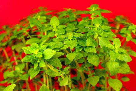 basil, fresh herb in springの写真素材