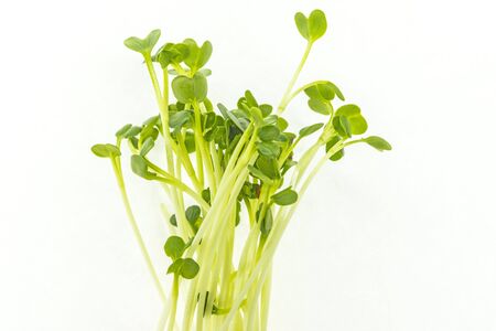Daikon sprouts in a closeupの写真素材