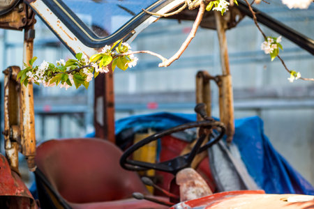 cherry blossom, branch over old tractorの写真素材