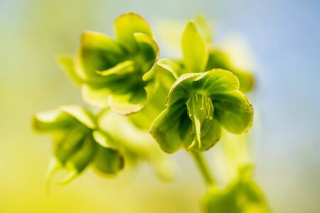 blooming hellebore, medicinal herb with flowerの写真素材