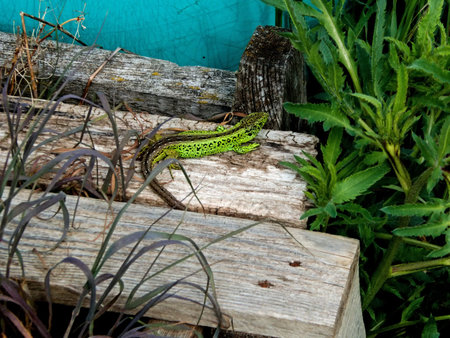 sand lizard, male reptile ccloseup