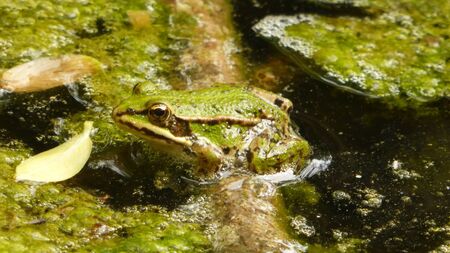 common water frog in a pondの写真素材