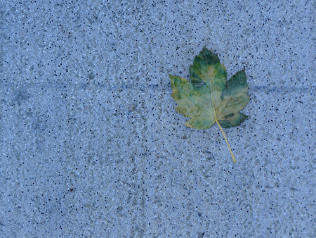 autumnal colored maple leaf on a blue street floorの写真素材