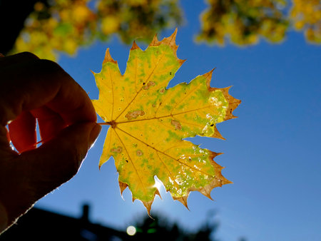 autumnal colored maple leaf in backlitの写真素材