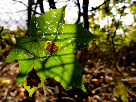 autumnal colored maple leaf in backlitの写真素材