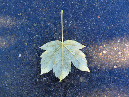 autumnal colored maple leaf on a street