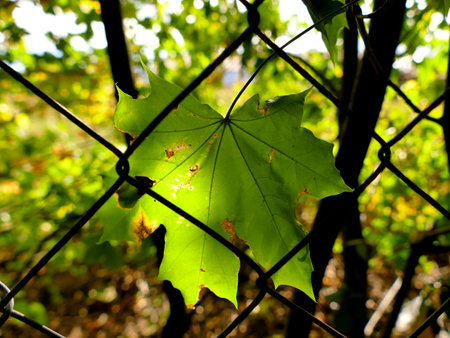 autumnal colored maple leaf in backlit behind a fenceの写真素材