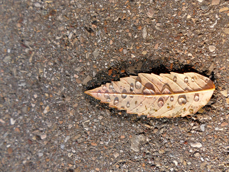 autumnal colored leaf on a street in a small water poolの写真素材