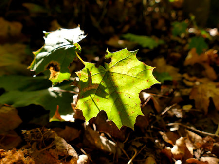 autumnal colored maple leaf in backlitの写真素材