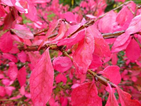 winged spindle with beautiful autumnal colored leavesの写真素材