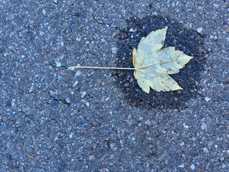 autumnal colored leaf on a street in a small water poolの写真素材