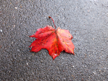 autumnal colored red maple leaf on a street floorの写真素材