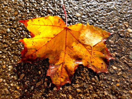 autumnal colored maple leaf in backlit on a wet streetの写真素材