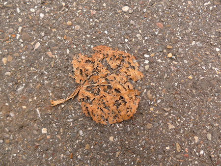 autumnal colored leaf on a street floorの写真素材