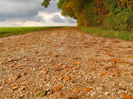 autumnal colored leaves on a wayの写真素材