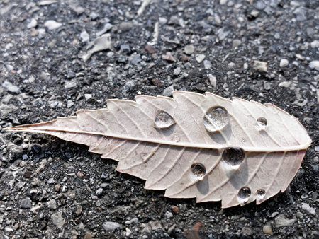 autumnal colored beech leaf on a street with rain dropsの写真素材