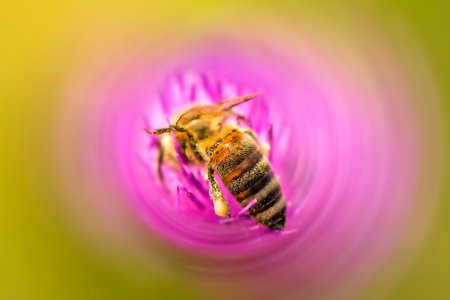 bee on flower of a thistleの写真素材