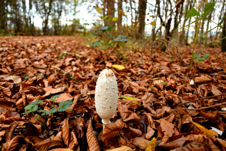 parasol mushroom, young mushroom on a forest floorの写真素材