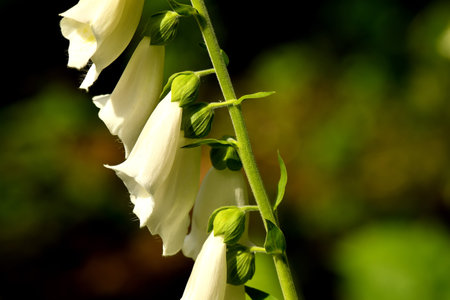 medicinal herb white foxglove with flowerの写真素材