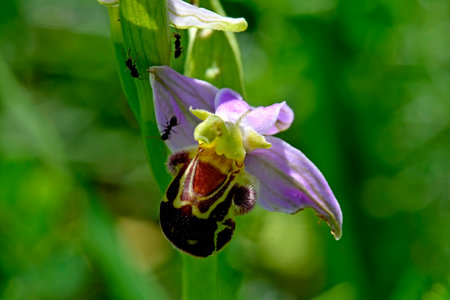 bee orchid in summer in Germanyの写真素材