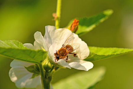 Medicinal plant marsh-mallow with flower and bee