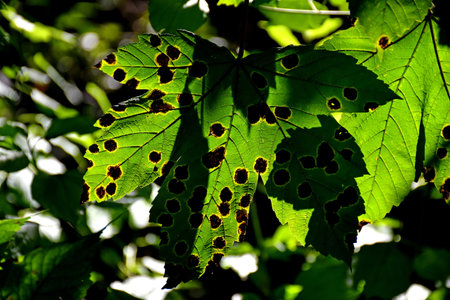 autumnal colored maple leaves in backlit