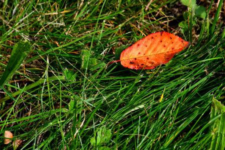 autumnal colored beech leaf in a green meadowの写真素材