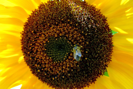 bee on sunflower in a macro