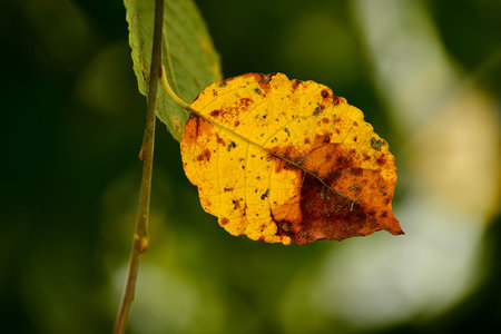 autumnal colored beech leaf in backlit