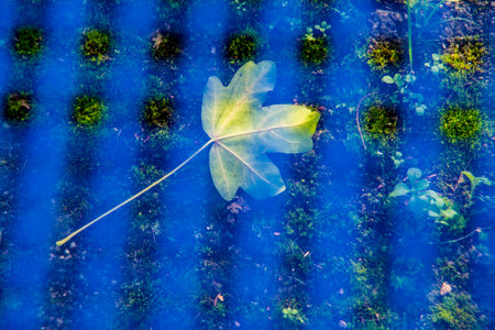autumnal colored maple leaf under a blue grid seatの写真素材