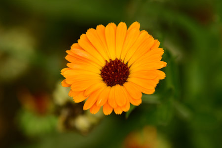 marigold, medicinal herb with flowerの写真素材